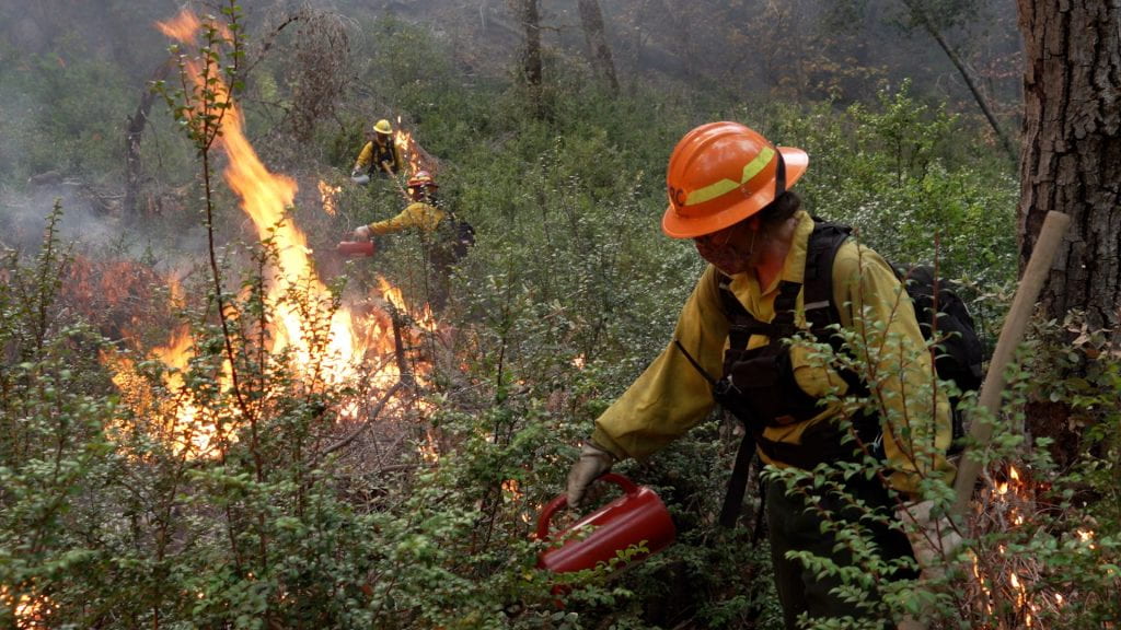 Firefighters lighting underbrush in a prescribed burn.