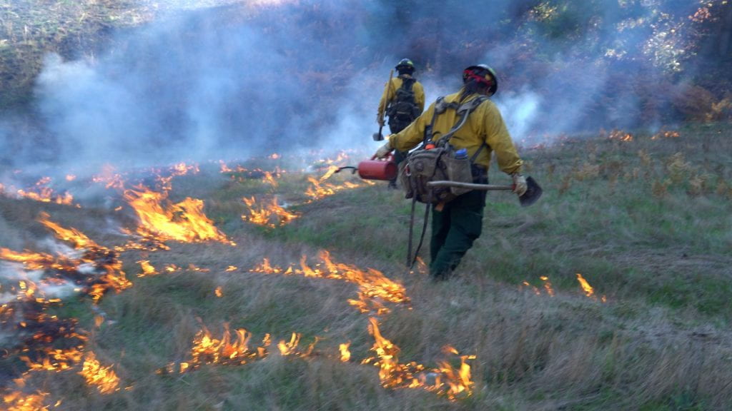 Fire fighters walking away after lighting a prescribed burn.
